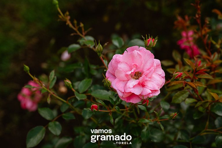 Refúgio Vale 03 - Suíte Contemporânea Gramado